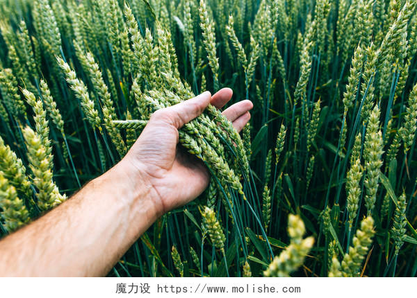 夏天绿色稻田背景上一个男性手握着小麦麦田的图片